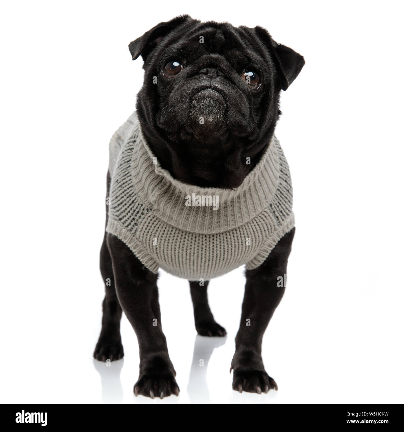 Harmless pug forward with puppy eyes while wearing a gray sweater and standing on white studio background Stock Photo - Alamy