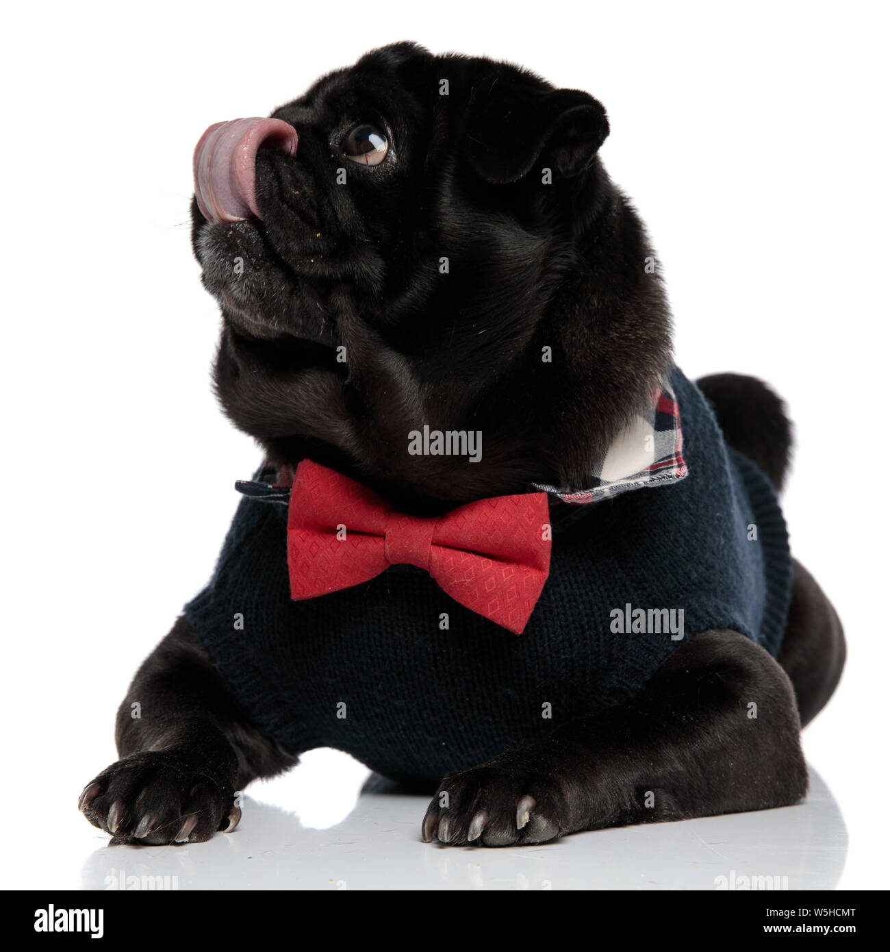 Black pug in red bow hi-res stock photography and images - Alamy
