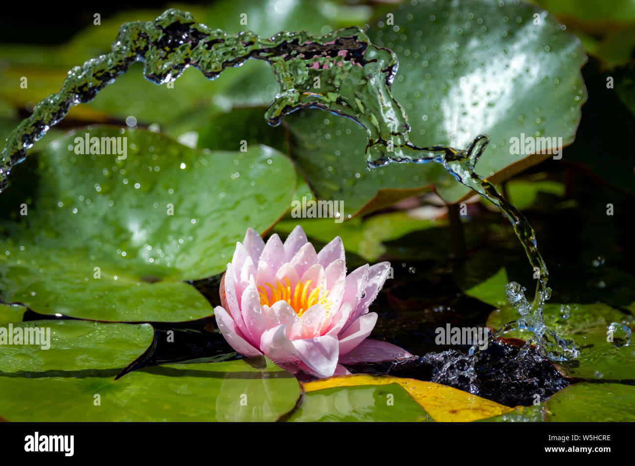 Water lily with water splashing over Stock Photo - Alamy