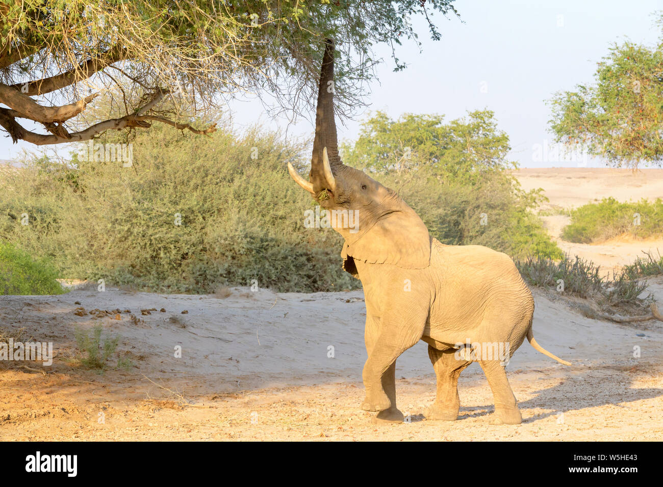 African Elephant, Desert-adapted Elephant (Loxodonta africana) eating leaves and twigs of acacia tree, Hoanib desert, Kaokoland, Namibia Stock Photo