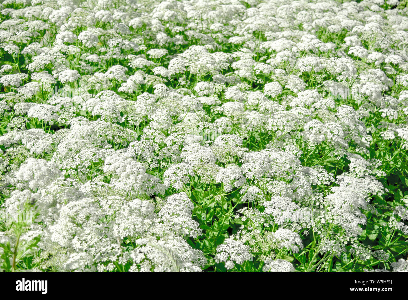 view-of-meadow-white-flower-of-aegopodium-podagraria-l-called-ground