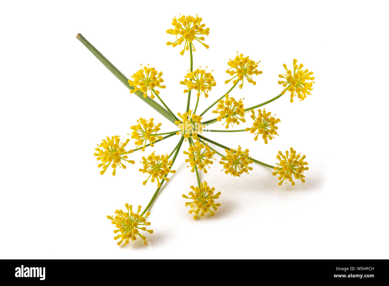 Wild fennel flowers isolated on white background Stock Photo Alamy