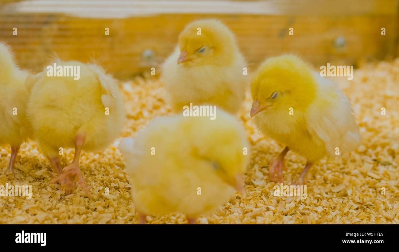 group-of-baby-chickens-on-farm-stock-photo-alamy