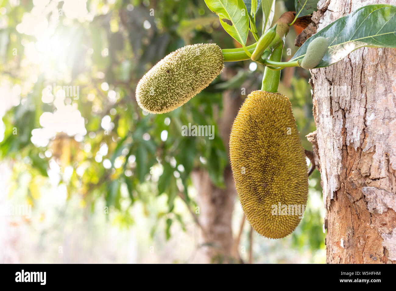 Fresh green young jackfruit growing on the jackfruit tree Stock Photo