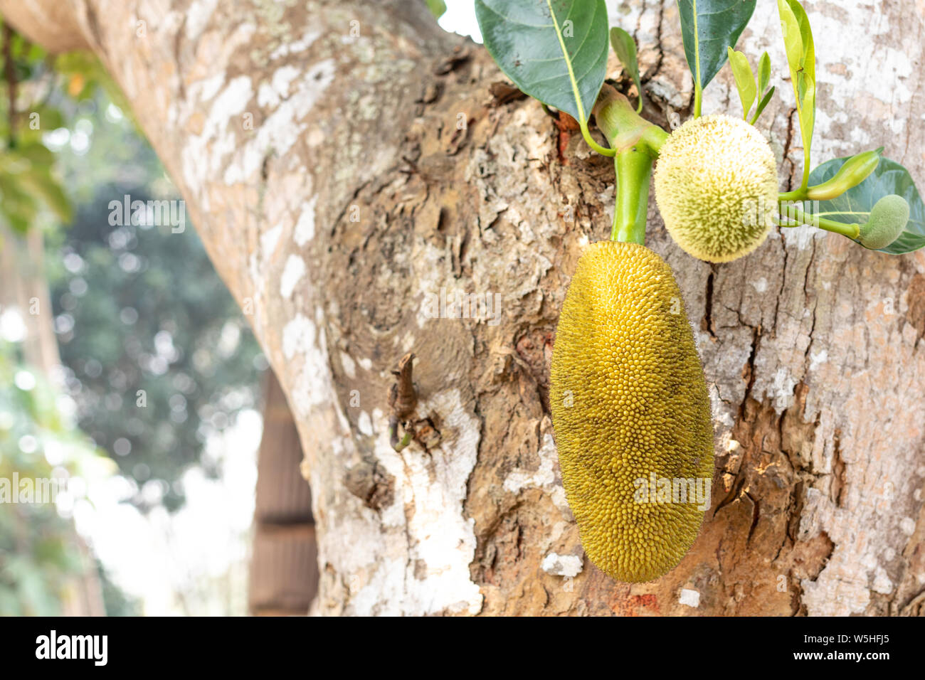 Fresh green young jackfruit growing on the jackfruit tree Stock Photo