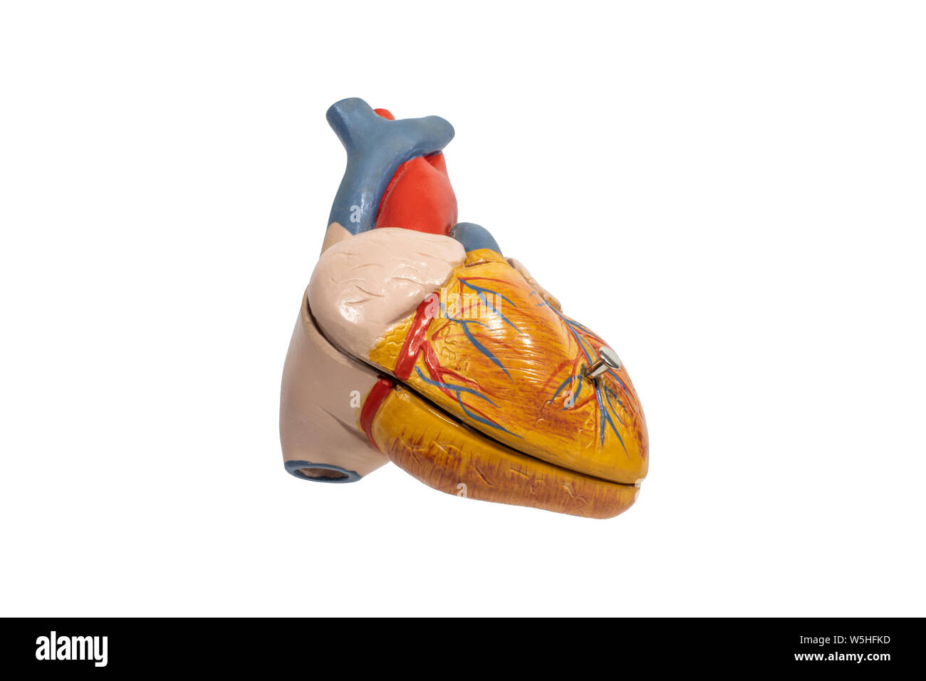 Human heart model hires stock photography and images Alamy