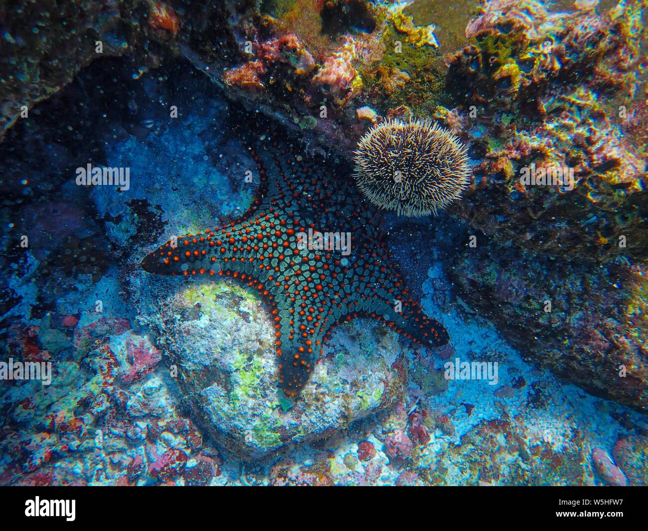 Beautiful shot of blue with red dots echinoderms on a rock underwater Stock Photo