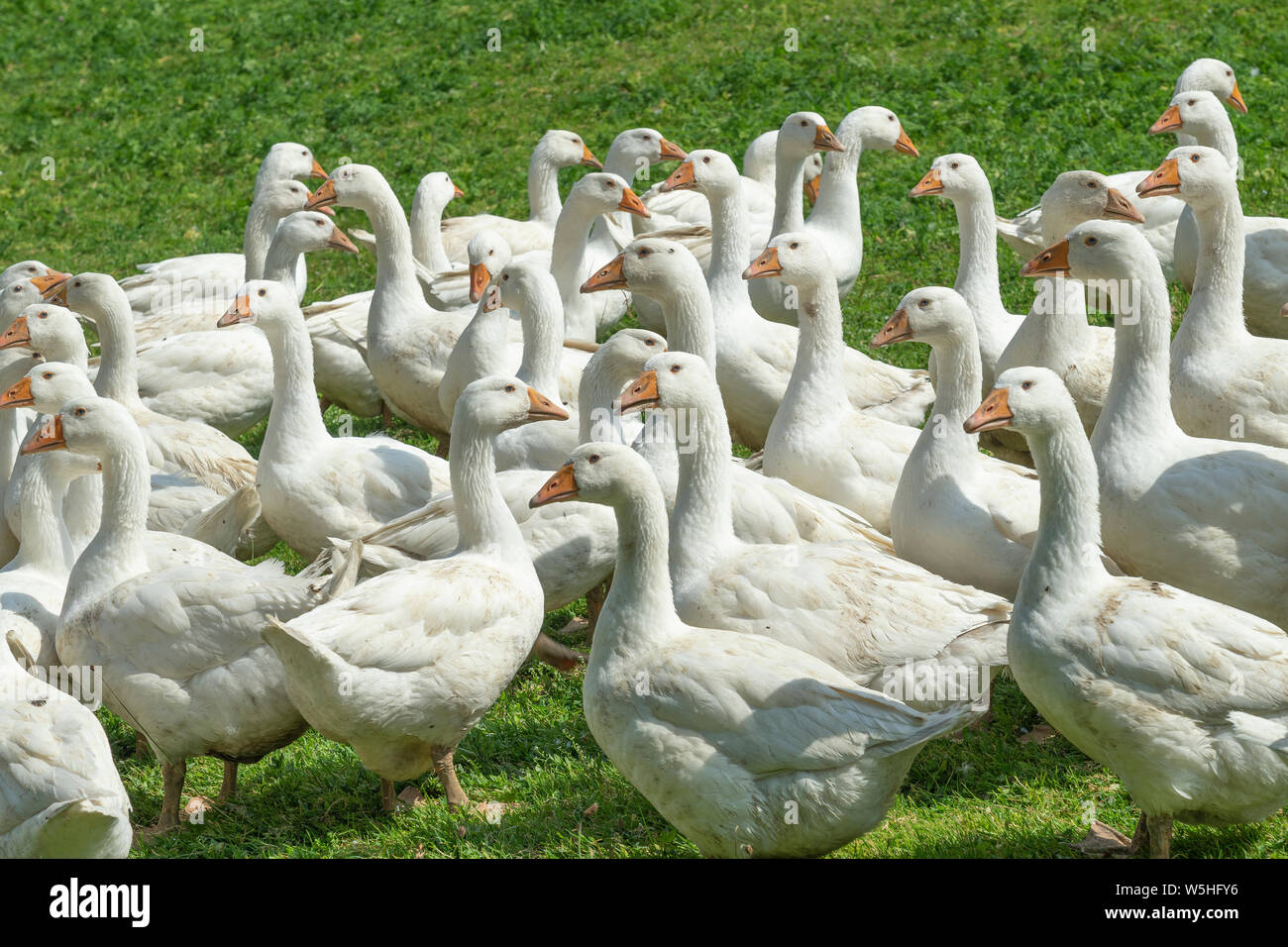 Huge herd of white geese on the green meadow of a geese farm Stock