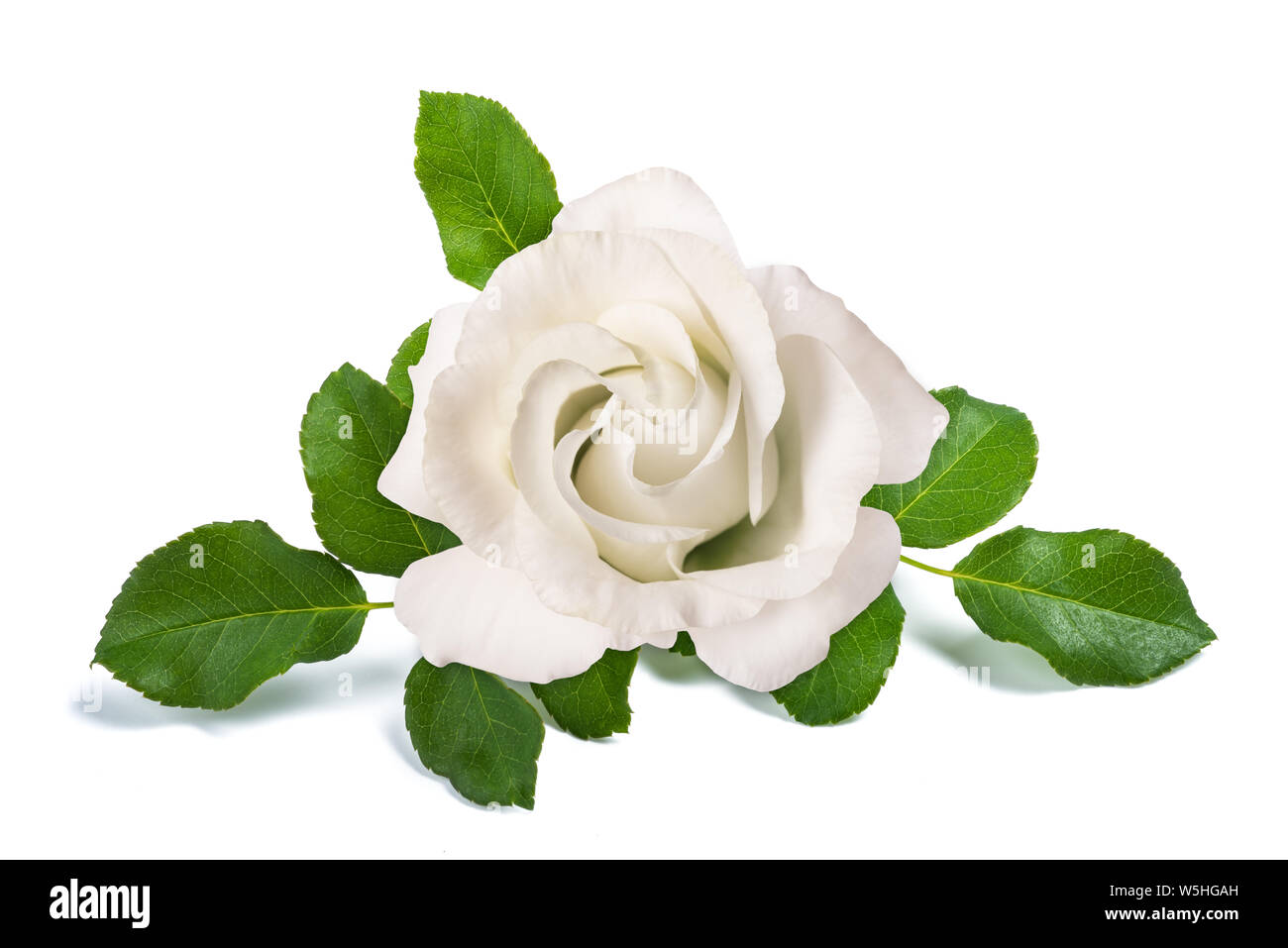 White rose flower isolated on white background Stock Photo - Alamy