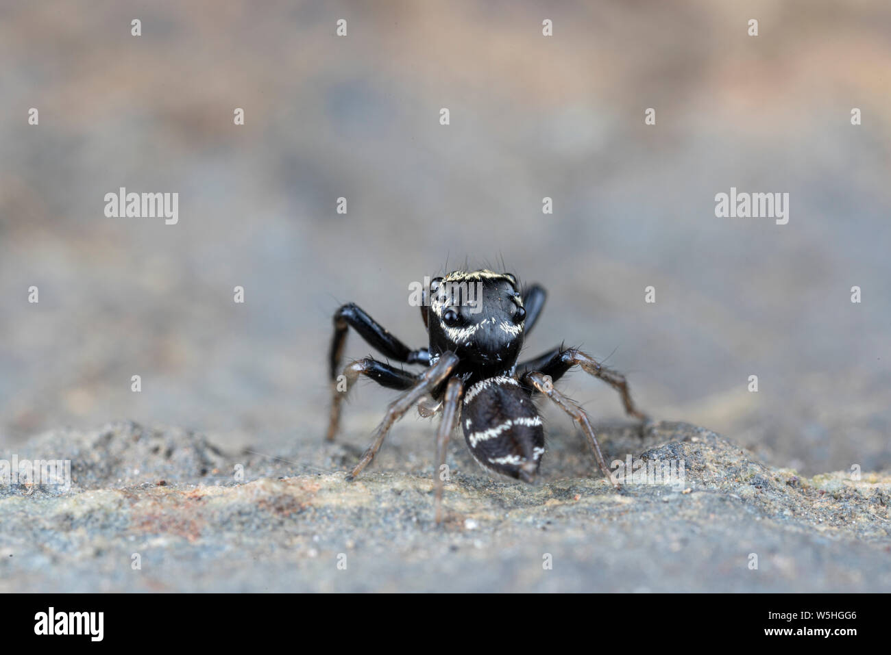 Spider Black With White Stripes