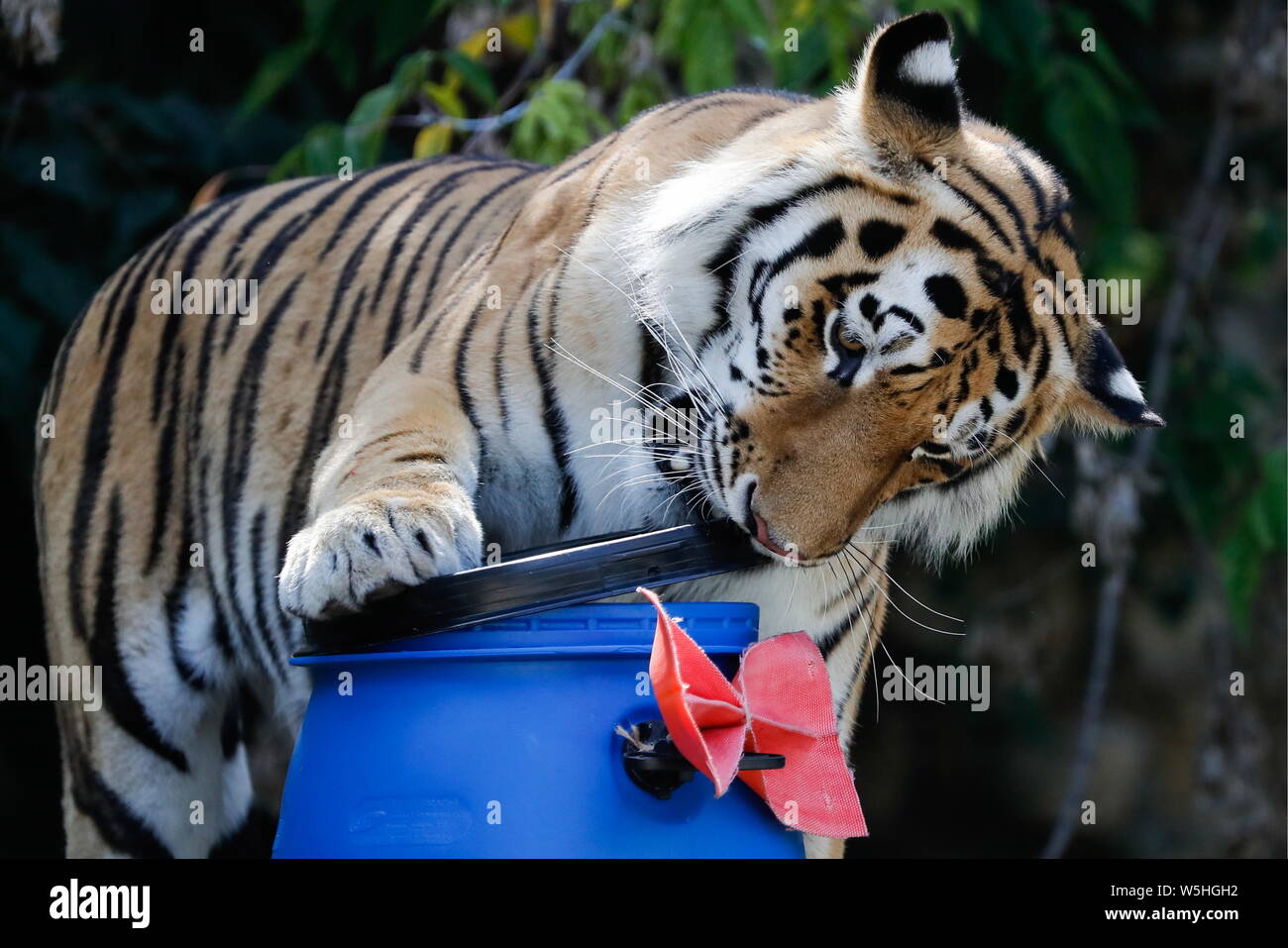 live tiger toy