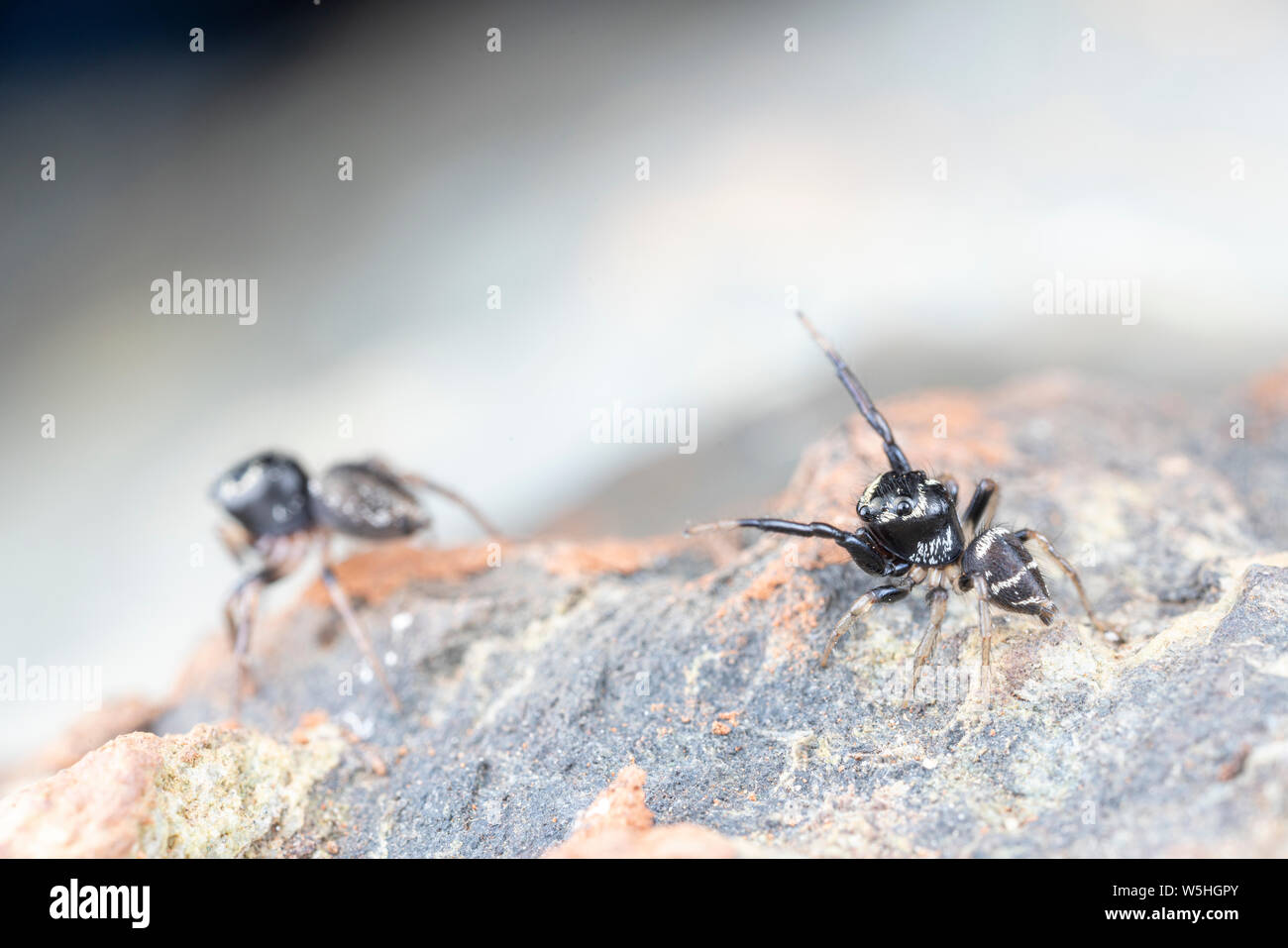 Pair of mating Omodeus sp., dancing. A tiny black and white striped anteating jumping spider