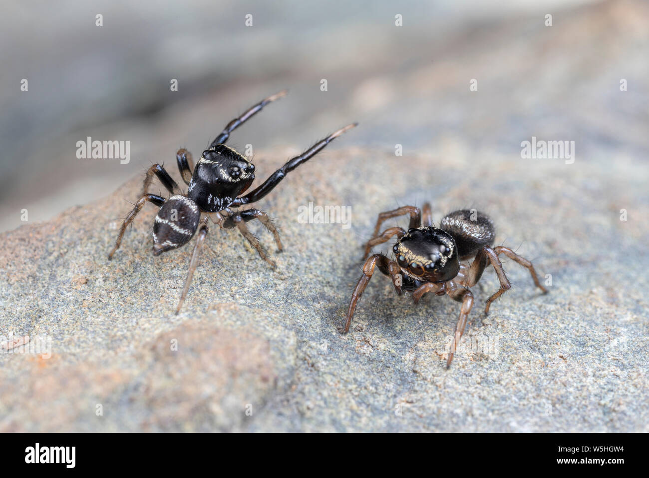 Mating spiders hires stock photography and images Alamy
