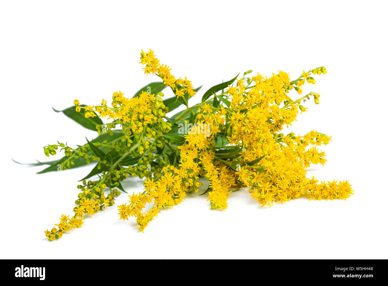 Tall goldenrod  (Solidago gigantea) flowers isolated on white Stock Photo