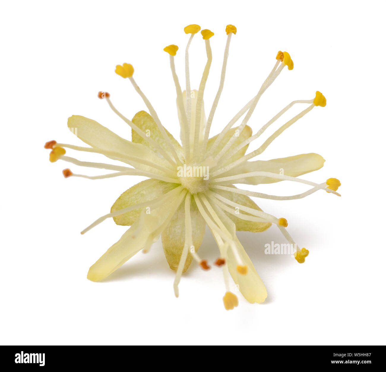 linden   flower isolated on white background Stock Photo
