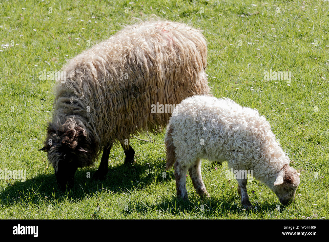 sheep eating in the grass Stock Photo - Alamy