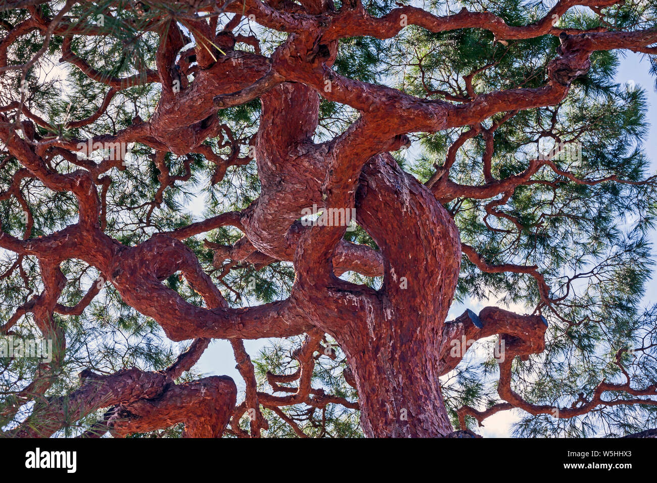 Looking up at the red bark and twisting branches of a Japanese red pine, Pinus densiflora, at the Tenryuji Temple (Tenryū Shiseizen-ji), Kyoto, Japan. Stock Photo
