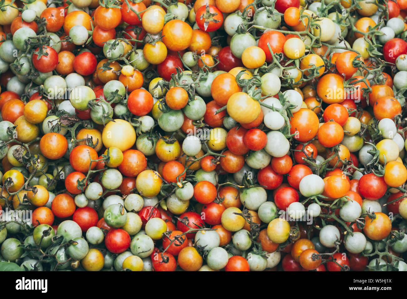 Pattern of red yellow, and green small tomato background Stock Photo