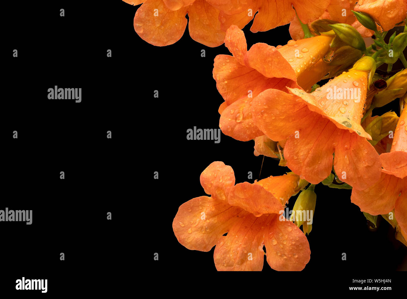 Beautiful Flower of Chinese Trumpet Vine, Isolated on Black background. Stock Photo
