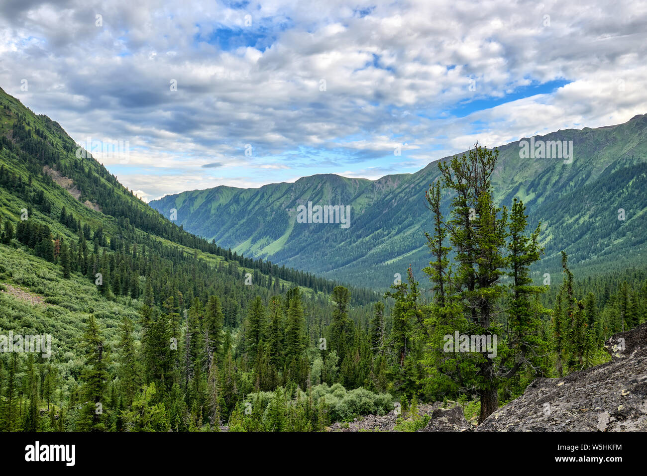 Dark coniferous mountain taiga in Eastern Siberia. Fancy Siberian pine grows on granite slab. Sayan mountains. Tuva Stock Photo