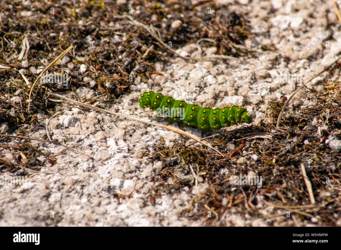 emperor moth Caterpillar on Bodmin Moor Stock Photo