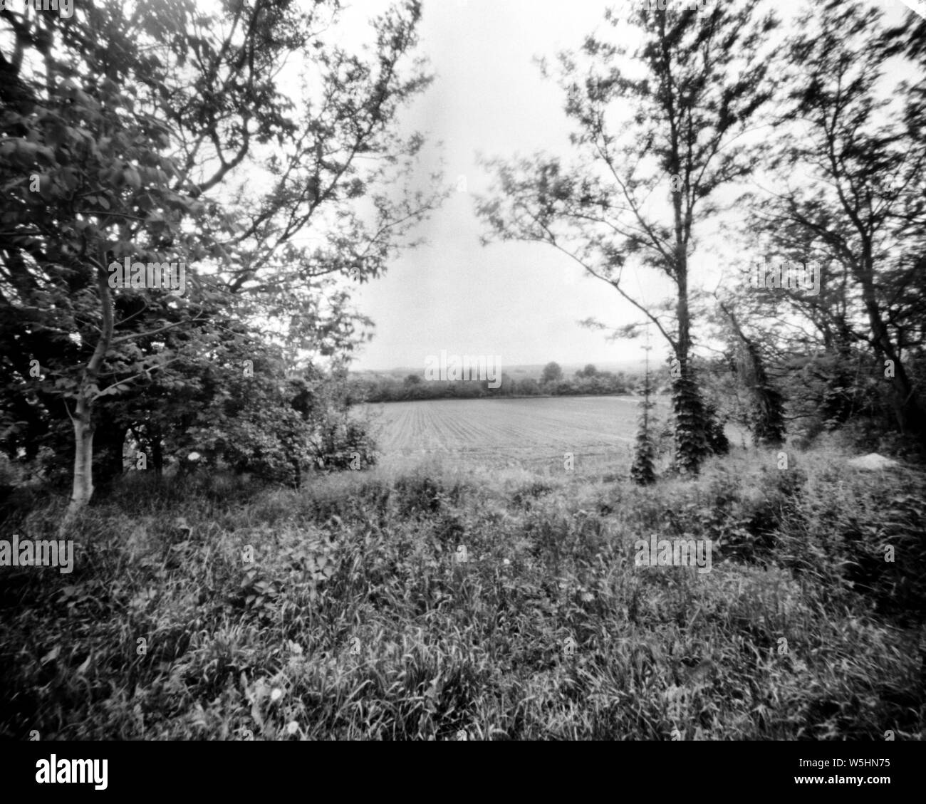 trees and grassland in the spring, this black and white camera obscura photo is NOT sharp due to camera characteristic. Taken on analogue photographic Stock Photo