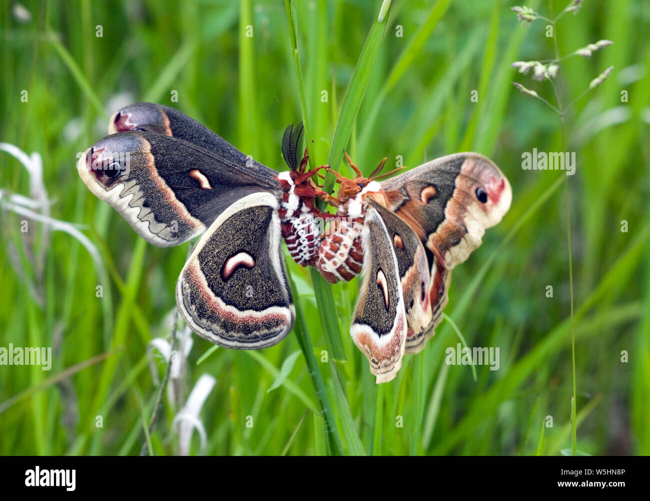 Cecropia moths, Hyalophora cecropia, pair mating. Largest North American moth, family Saturniidae or giant silk moths. Stock Photo