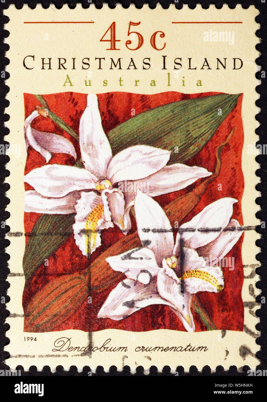 Christmas orchids hi-res stock photography and images - Alamy