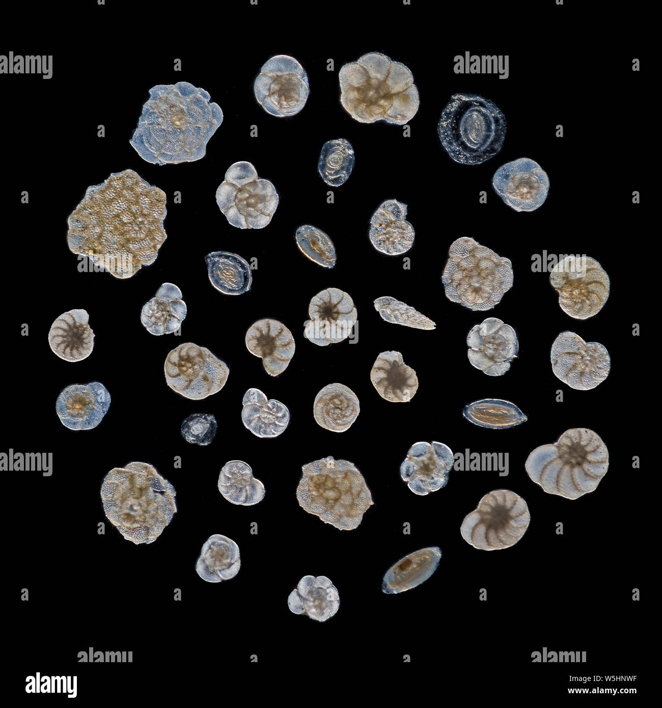Foraminifera, Circle tests, Sai Wan, Hong Kong, South China Sea Stock Photo