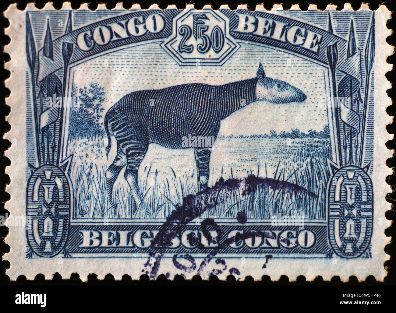Okapi on vintage stamp of Belgian Congo Stock Photo