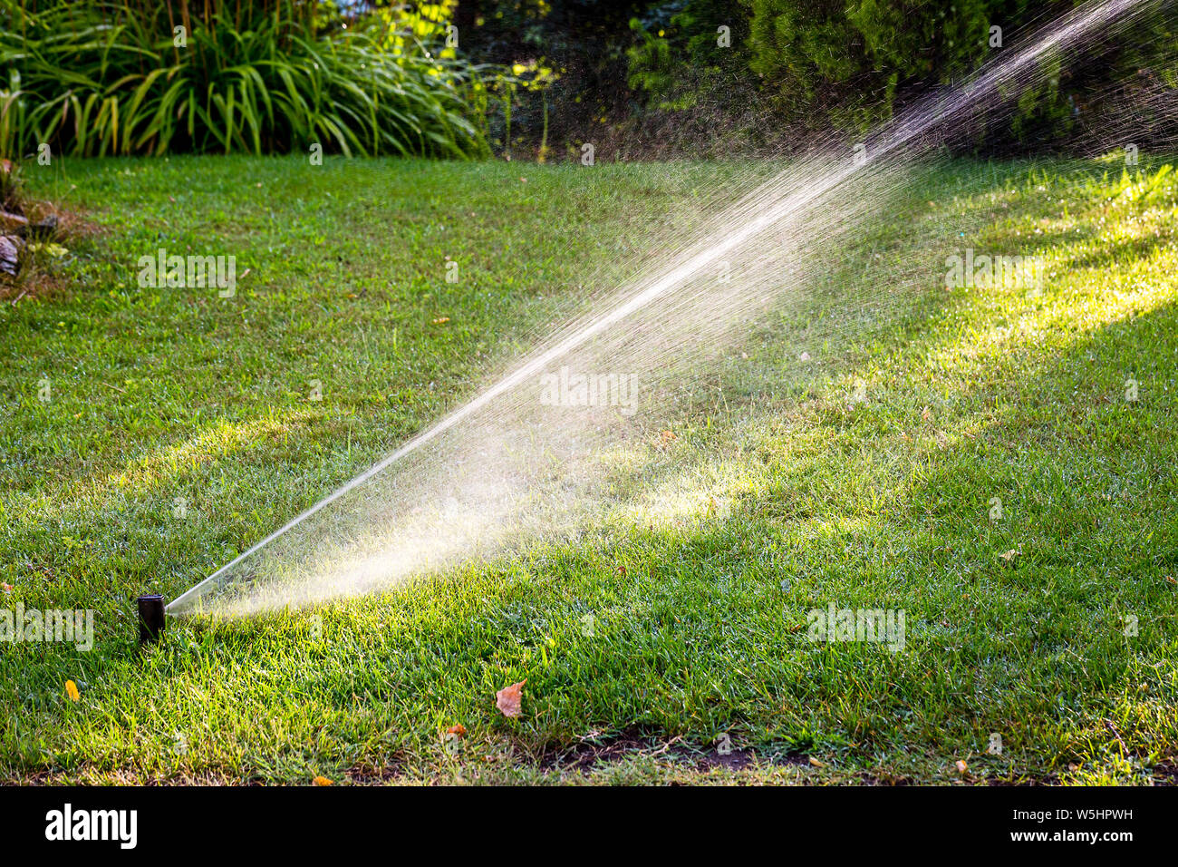 Automatic irrigation system watering green grass in summer sunny day