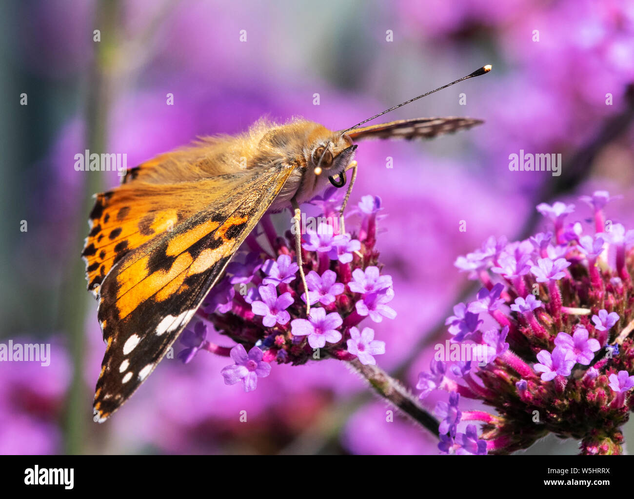 Painted Lady butterfly (Vanessa cardui) with wings open and feeding from a Verbena flower Stock Photo