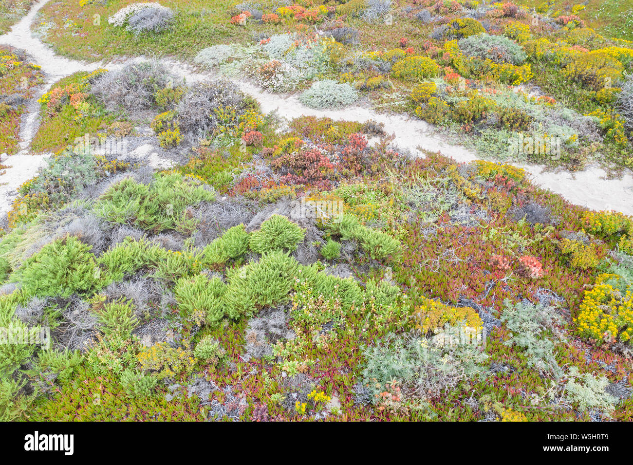 Seen from a bird's eye view, colorful mixed coastal scrub thrives on coastal bluffs near a popular beach south of Monterey in Northern California. Stock Photo
