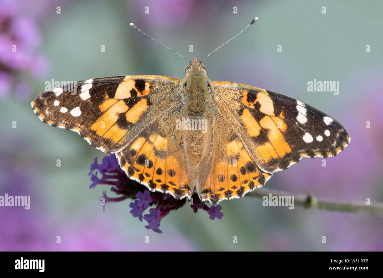 Painted Lady butterfly (Vanessa cardui) with wings open and feeding from a Verbena flower Stock Photo