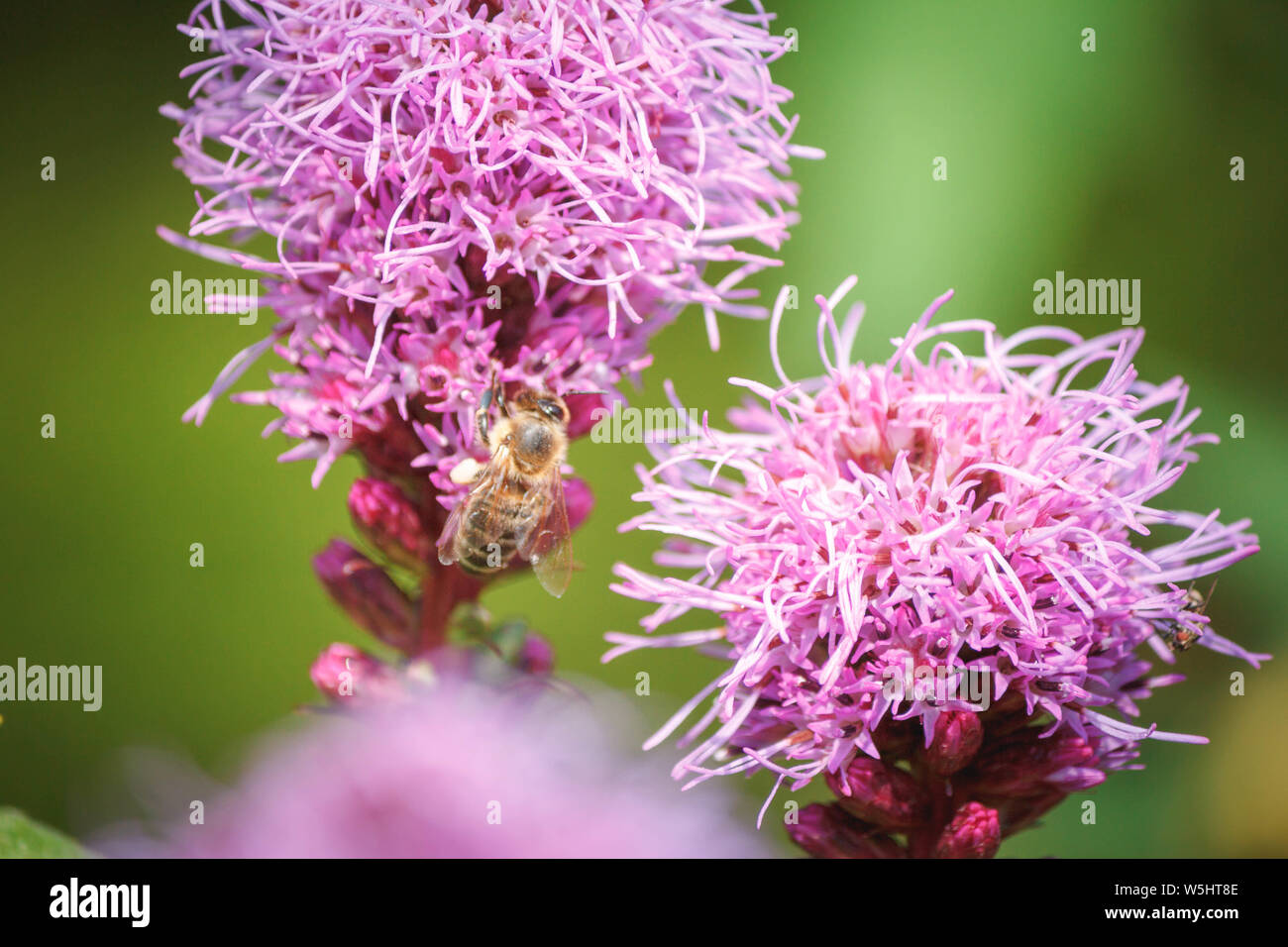 Biene auf pinker Blume Stock Photo