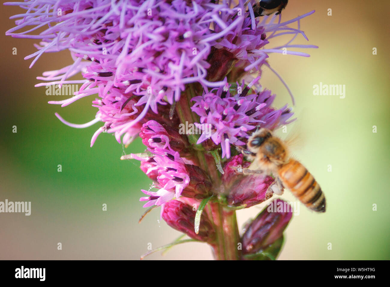 Biene auf pinker Blume Stock Photo