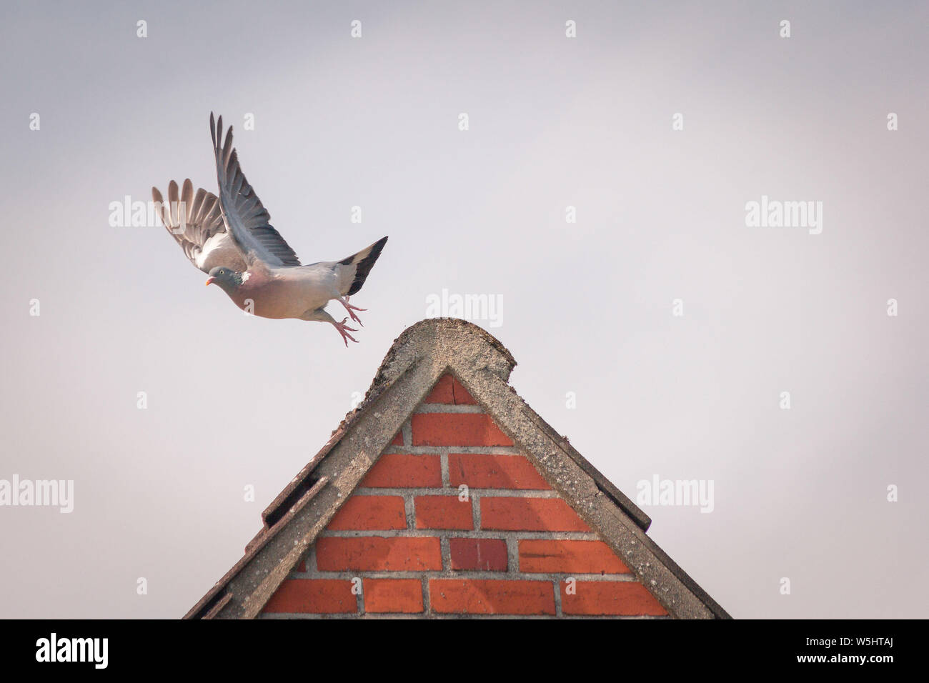 Taube auf dem Hausdach / Pigeon bird on house roof Stock Photo
