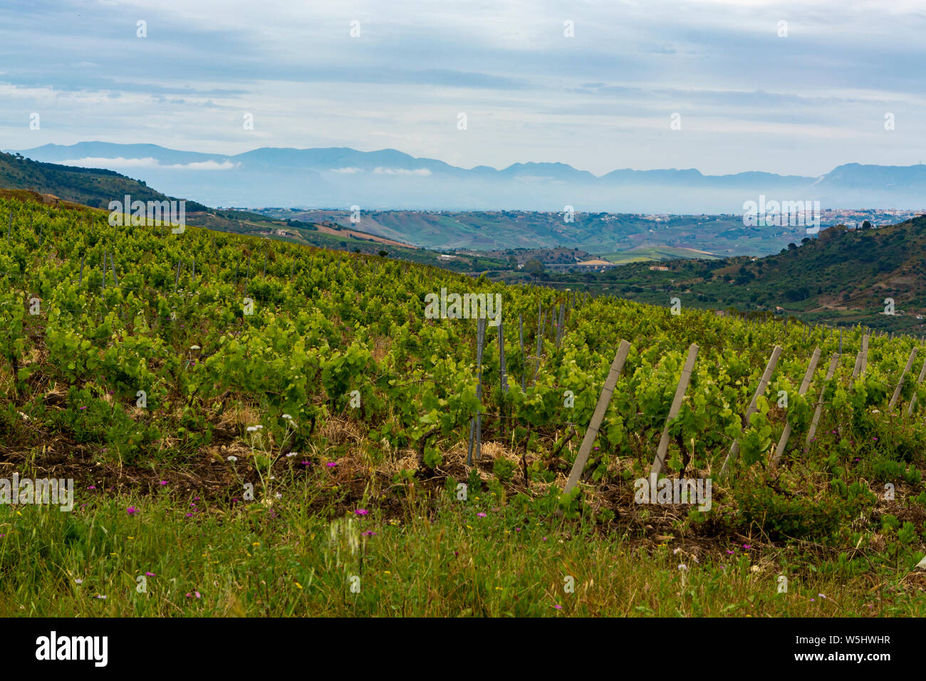 Landscape with vineyards, pastures and farms near Trapani, Sicily, agriculture in South Italy Stock Photo