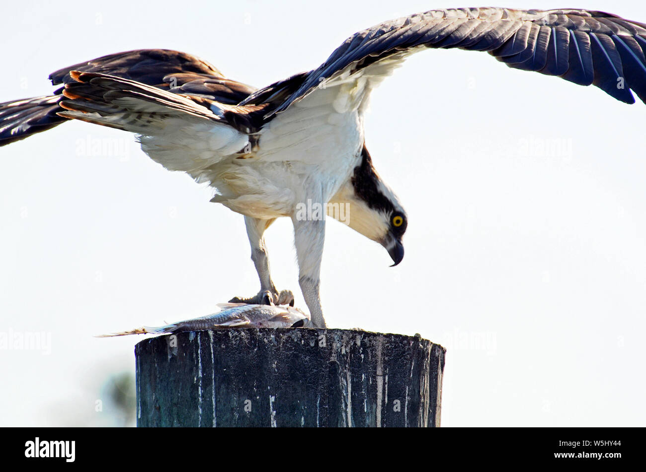 Osprey, or sea hawk eating fresh caught fish glowing pink on top of piling, showing wings folded, bright yellow eye, and curved beak. Stock Photo