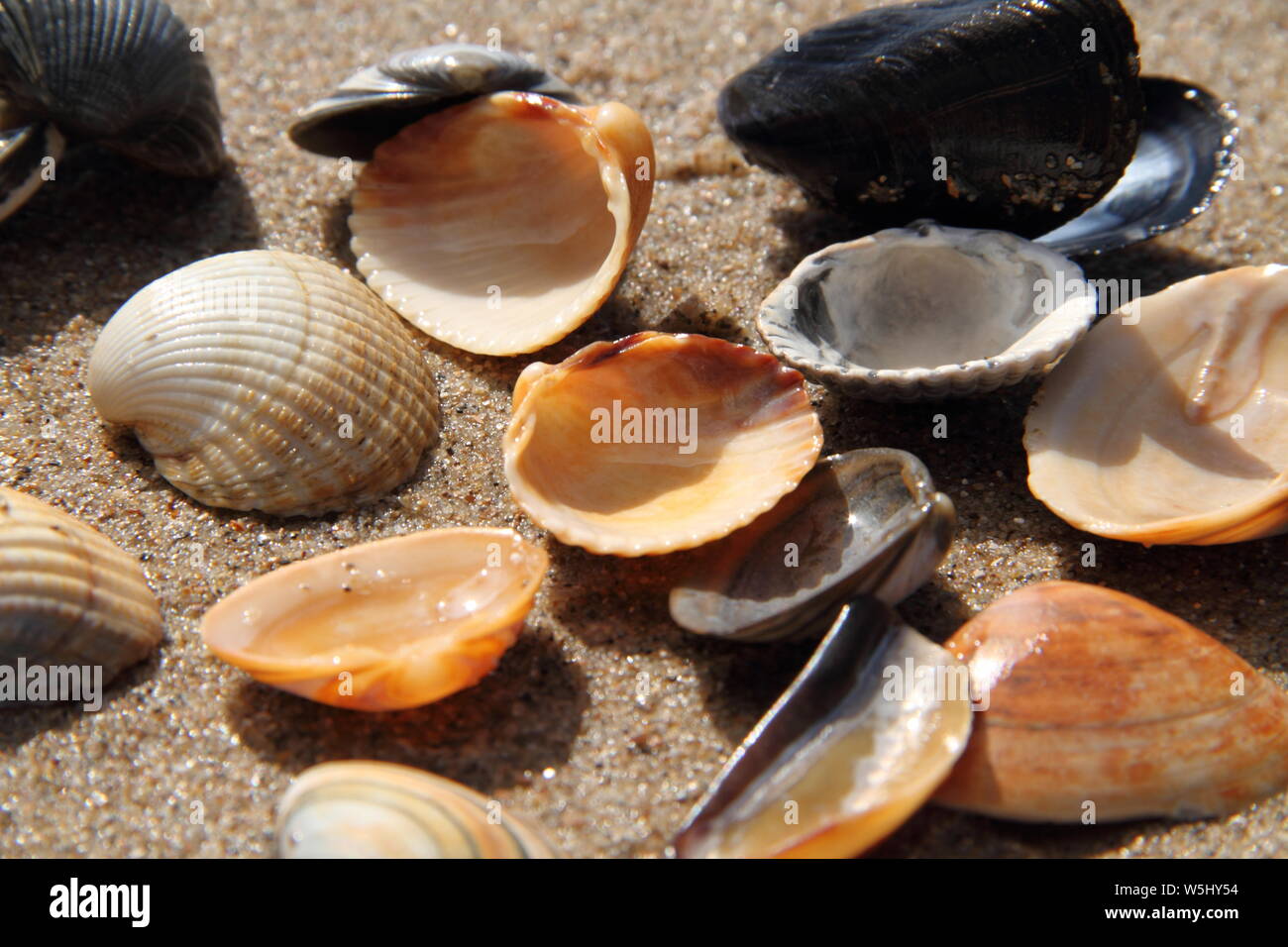 different seashell lie on the sandy beach Stock Photo