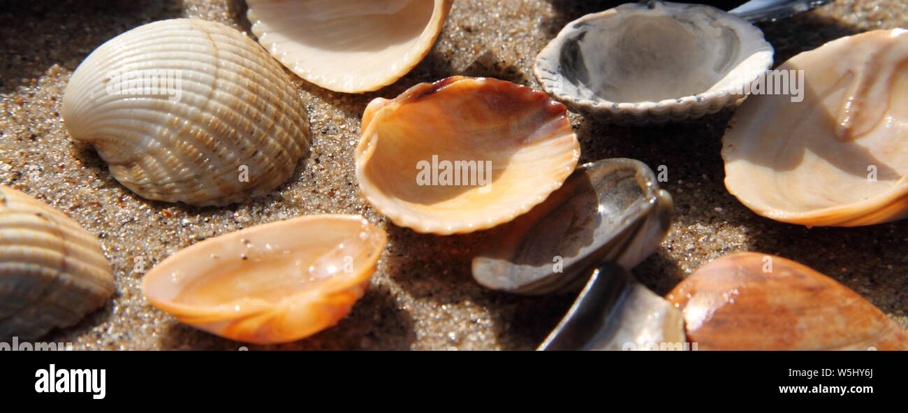 different seashell lie on the sandy beach Stock Photo