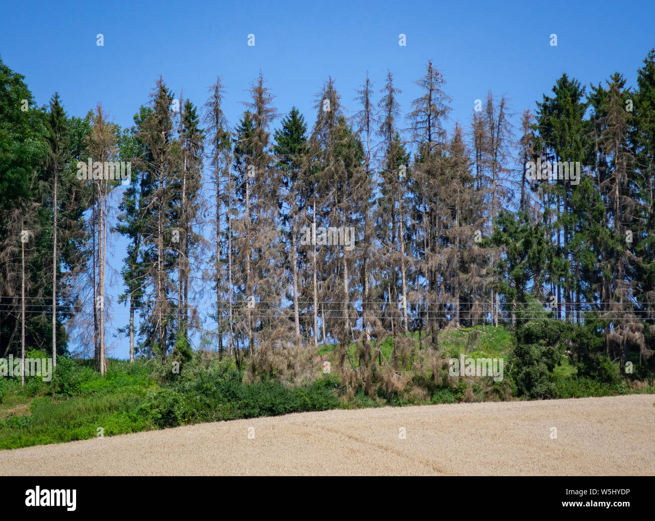 dead trees dead forest in bavaria climate change Stock Photo Alamy dead trees dead forest in bavaria climate change Stock Photo Alamy