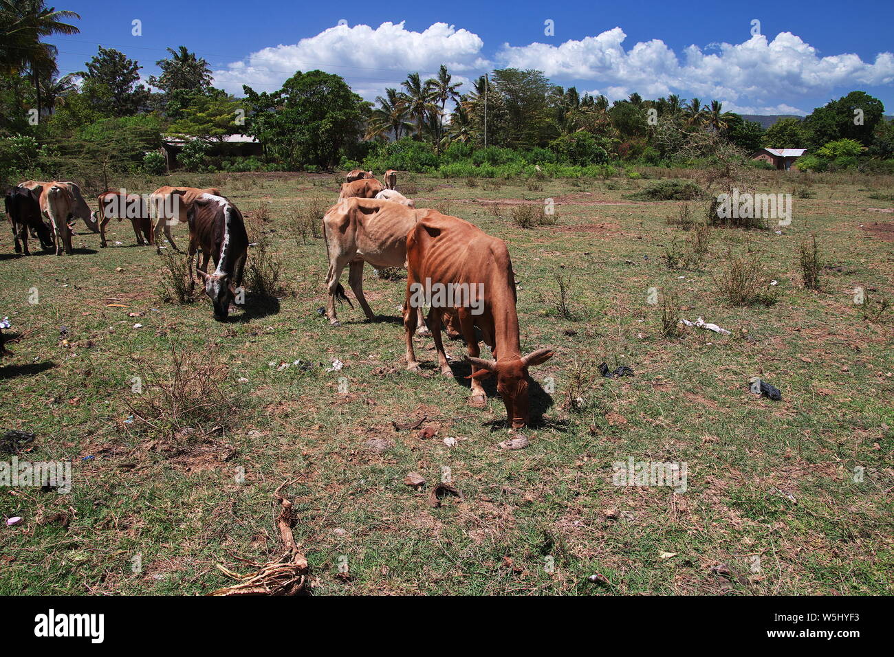 Cow in the village of Tanzania, Africa Stock Photo Alamy