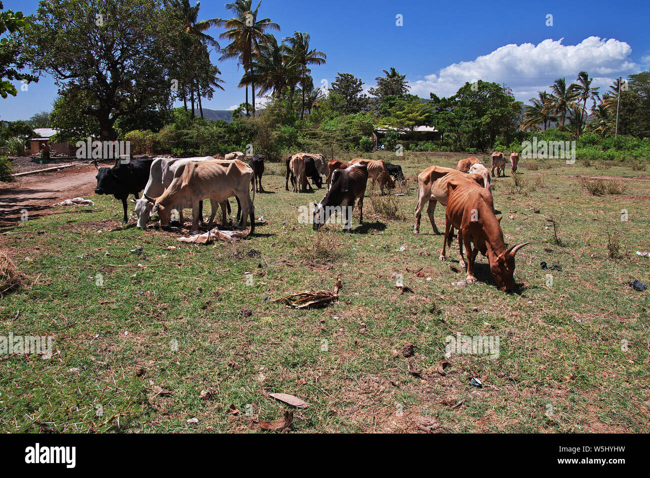 Cow in the village of Tanzania, Africa Stock Photo Alamy
