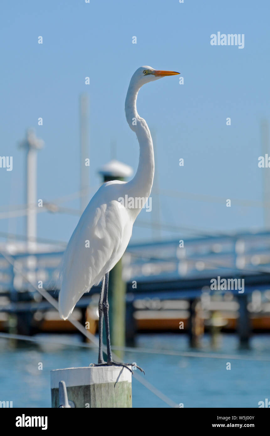 Long Neck Bird With Yellow Beak Stock Photos Long Neck Bird With
