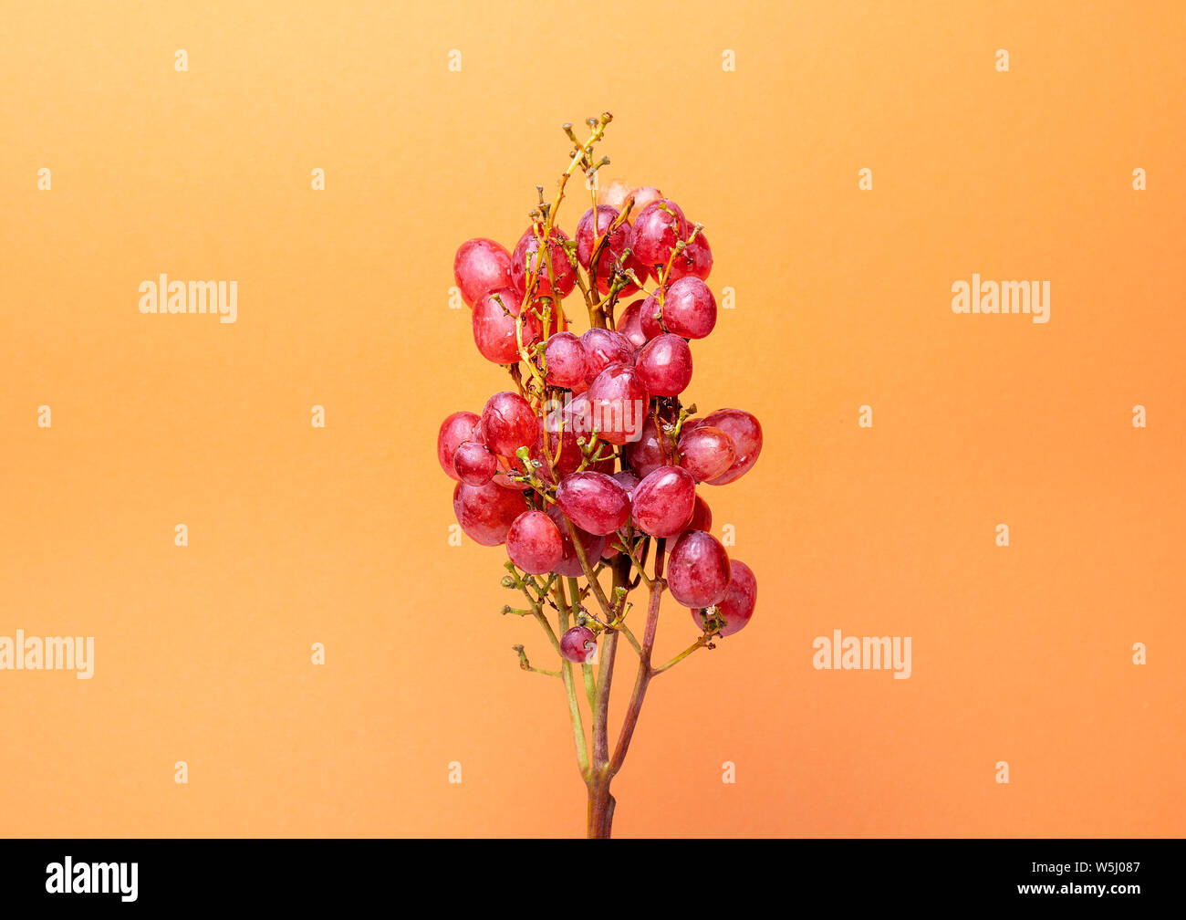 Natural organic pink juicy grapes on a trend orange background Front View. Rustic Style. Village Agriculture concepts. Stock Photo