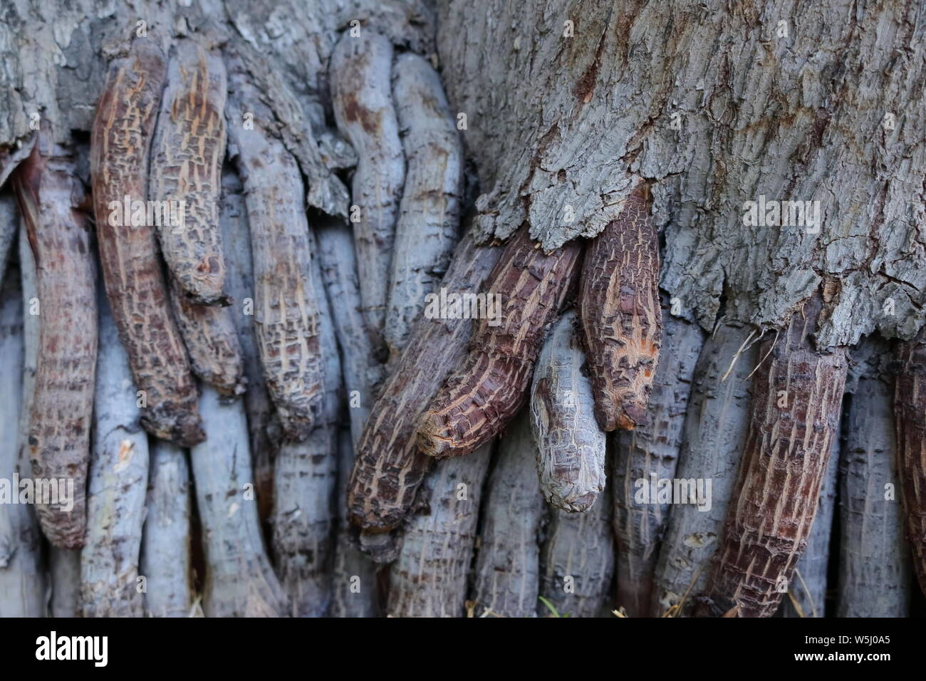 Exposed roots of areca palm trees look like fingers, selective focus, nothing to hide concept Stock Photo