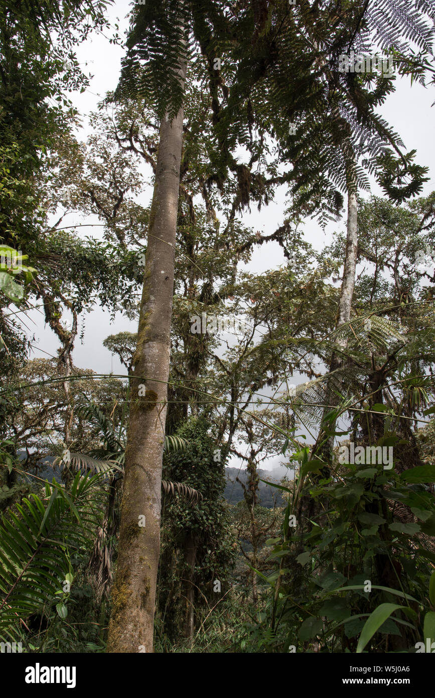 Primeval subtropical rain forest covers the western slopes of the Andes at 2200 meters high Bellavista Lodge in Ecuador. Stock Photo