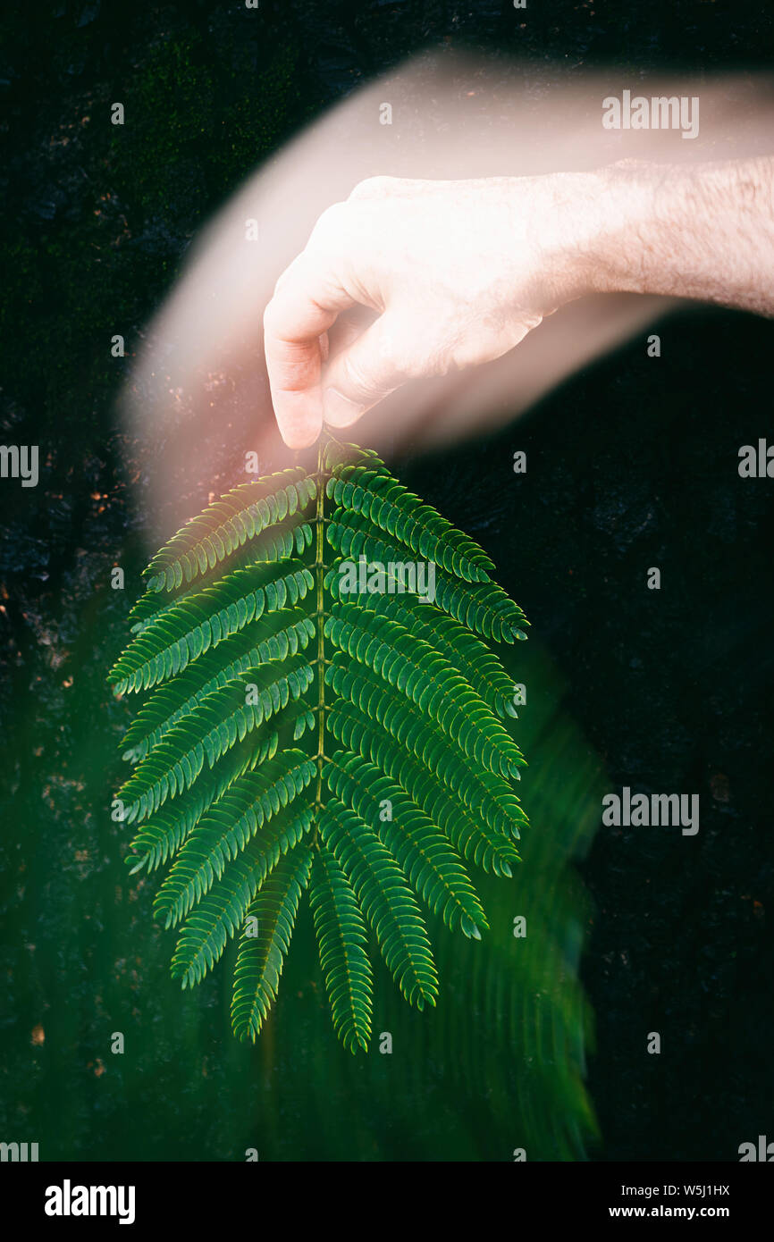 pink silk tree leaf on trunk III Stock Photo Alamy