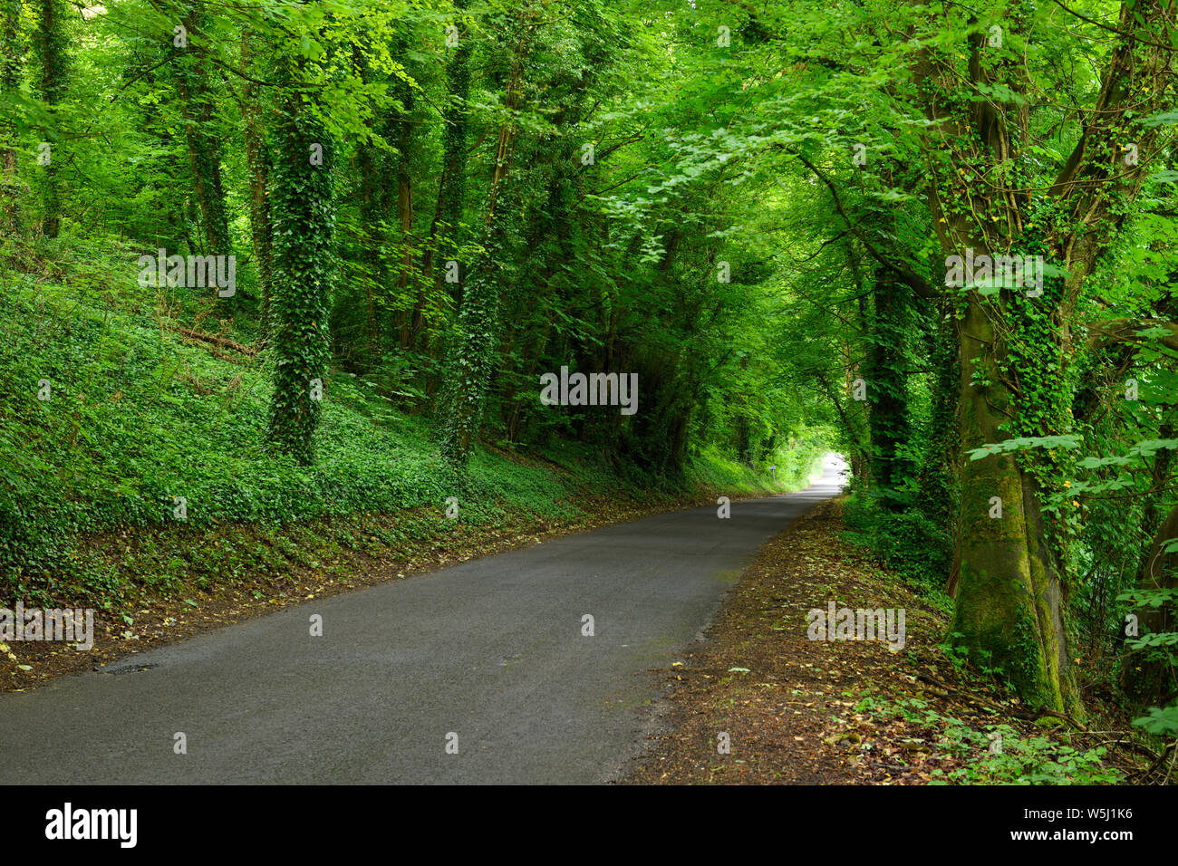 Lush forest with ivy on narrow road of Beech Walk at the Avon river in Salterton Salisbury England Stock Photo